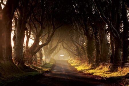 Dark Hedges at Sunrise